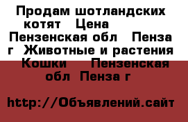 Продам шотландских котят › Цена ­ 5 000 - Пензенская обл., Пенза г. Животные и растения » Кошки   . Пензенская обл.,Пенза г.